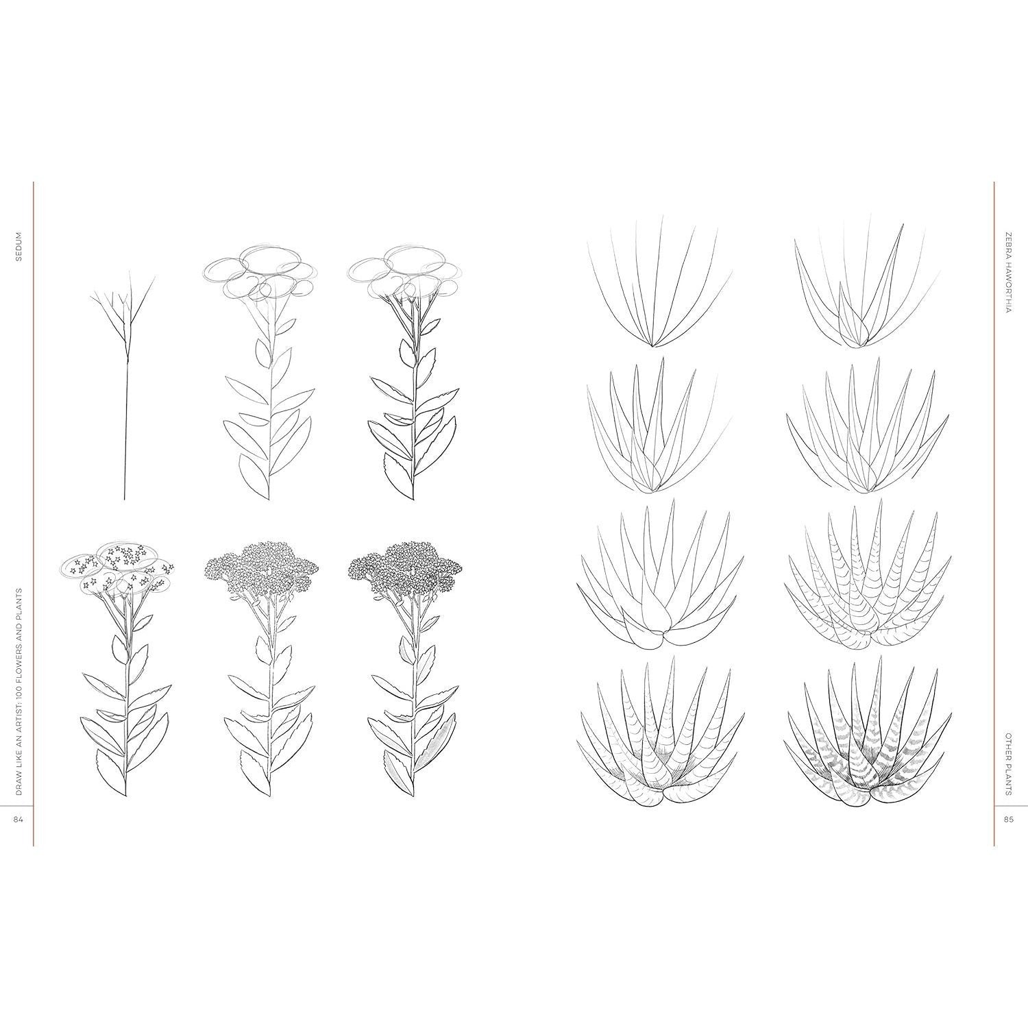 Draw Like an Artist: 100 Flowers and Plants: Step-By-Step Realistic Line Drawing * a Sourcebook for Aspiring Artists and Designers (Draw Like an Artist #2) (Spiral Bound)