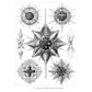 Art Forms in Nature (Revised)