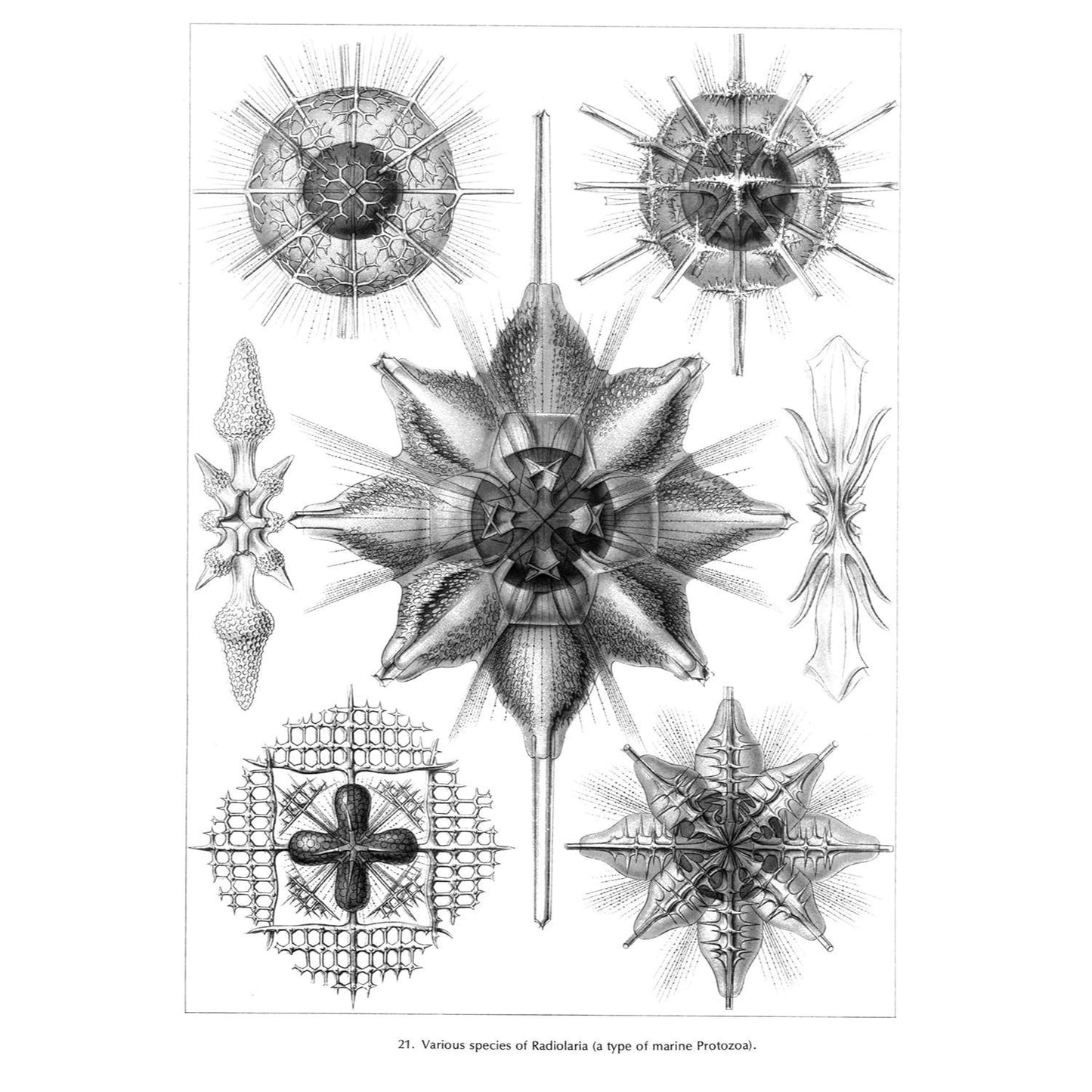 Art Forms in Nature (Revised)
