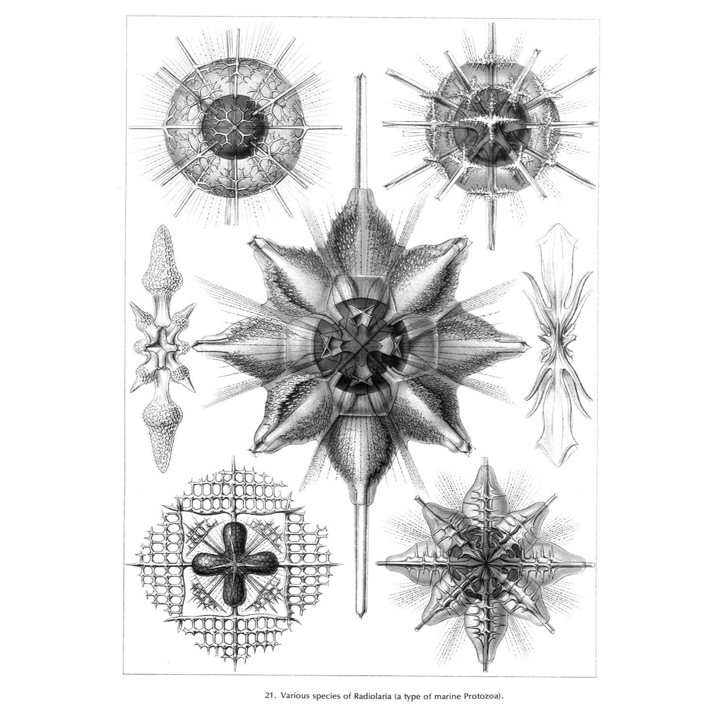 Art Forms in Nature (Revised)