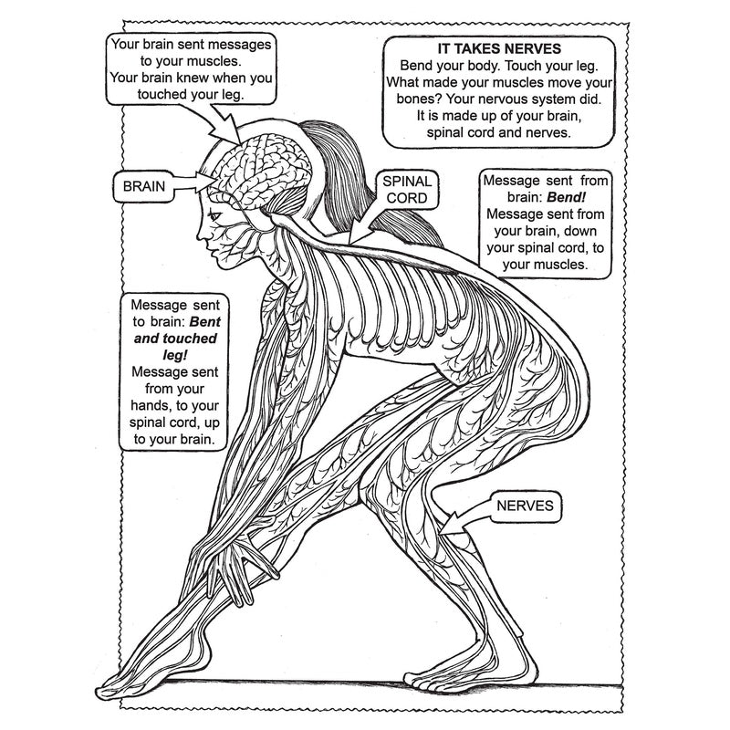 My First Human Body Book Coloring Book (Green) (Spiral Bound)