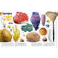 The Animal Book: A Visual Encyclopedia of Life on Earth (Spiral Bound)