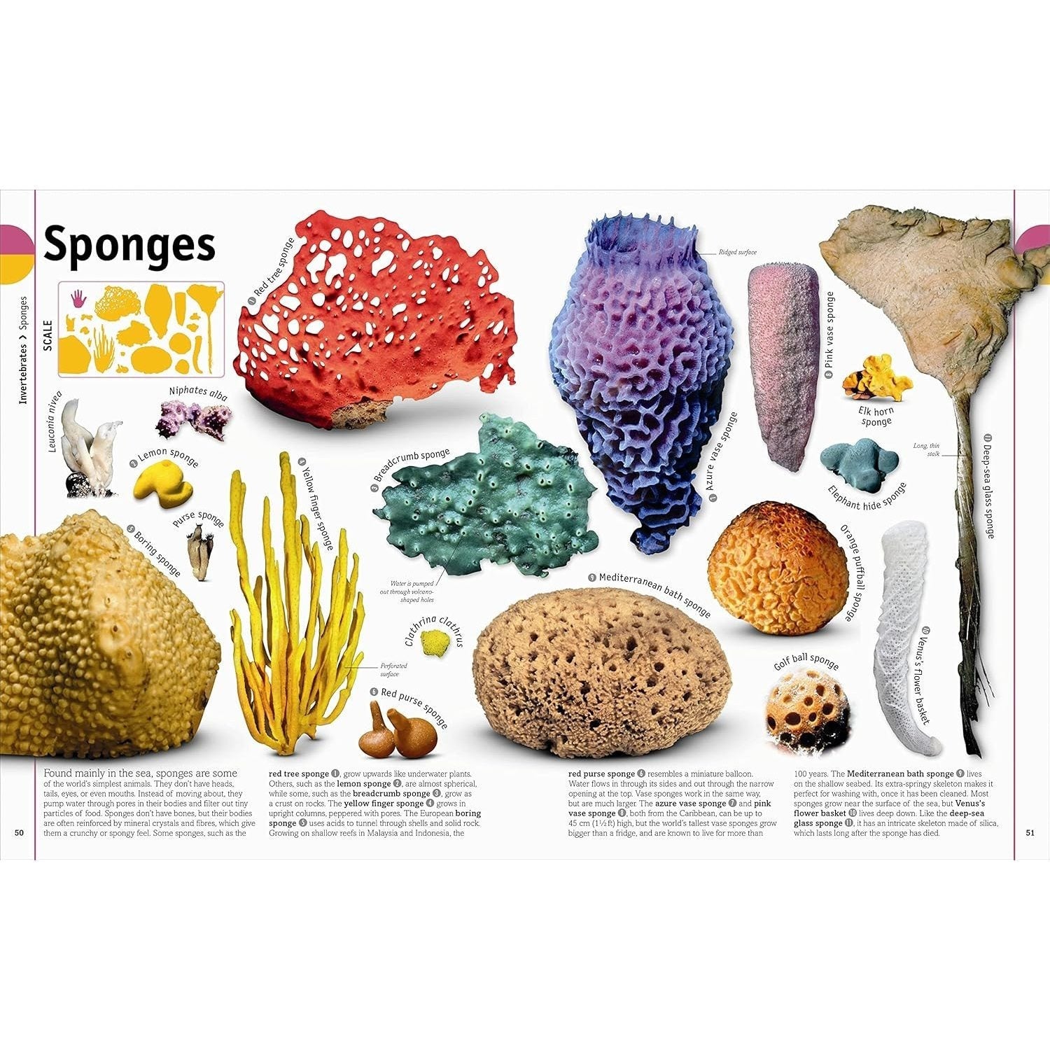 The Animal Book: A Visual Encyclopedia of Life on Earth (Spiral Bound)