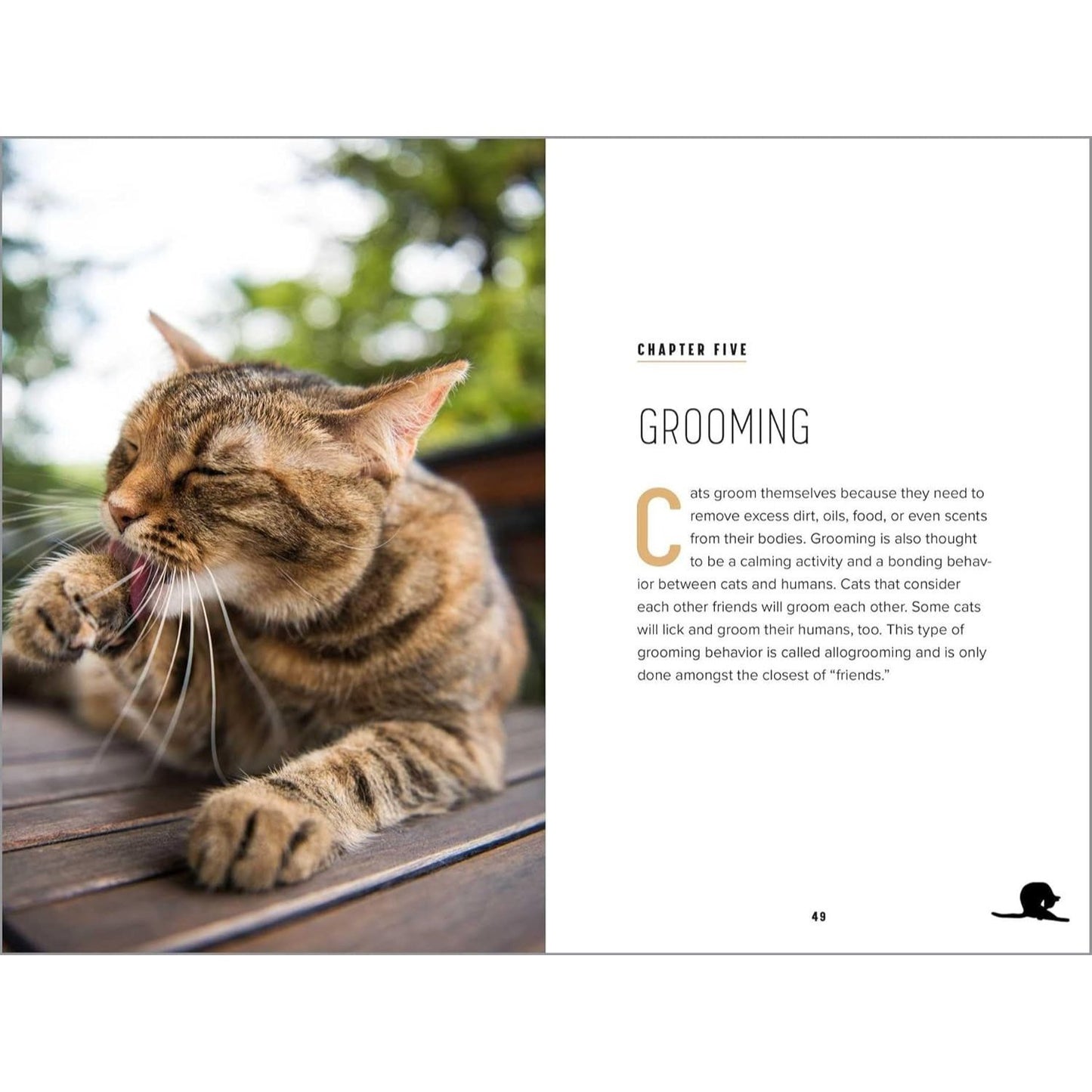Understanding Cat Behavior: A Compassionate Guide to Training and Communication