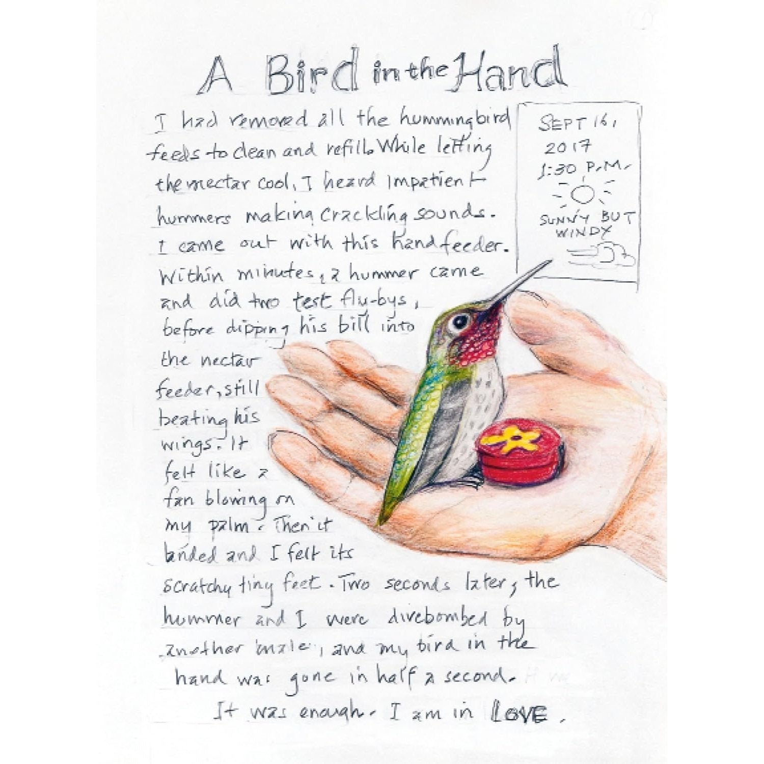 The Backyard Bird Chronicles (Spiral Bound)