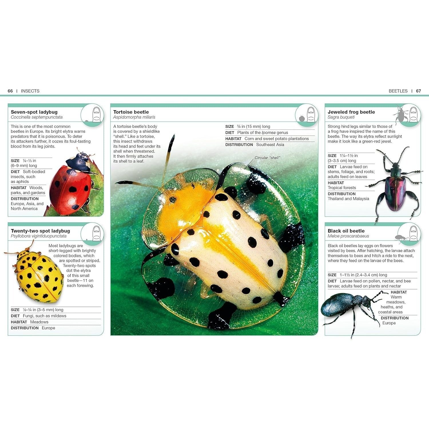 Pocket Genius Bugs: Facts at Your Fingertips (Pocket Genius) (Spiral Bound)
