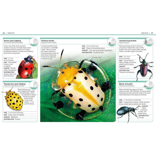 Pocket Genius Bugs: Facts at Your Fingertips (Pocket Genius) (Spiral Bound)