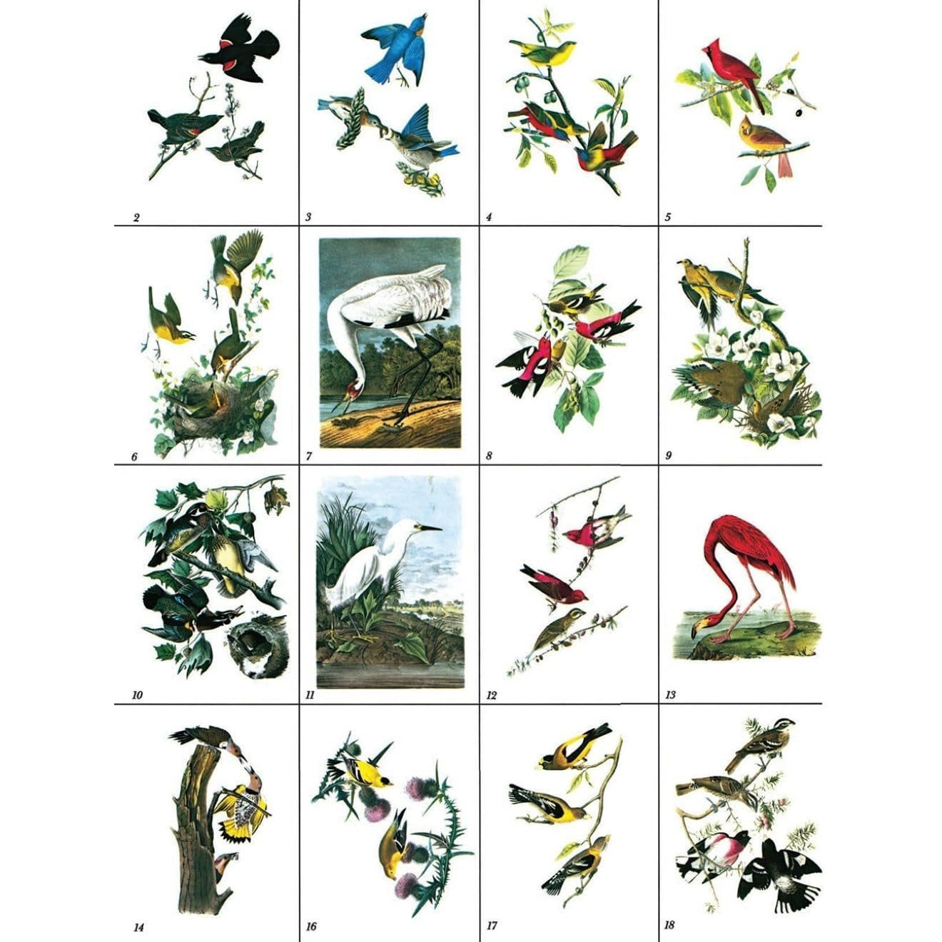 Audubon's Birds of America Coloring Book