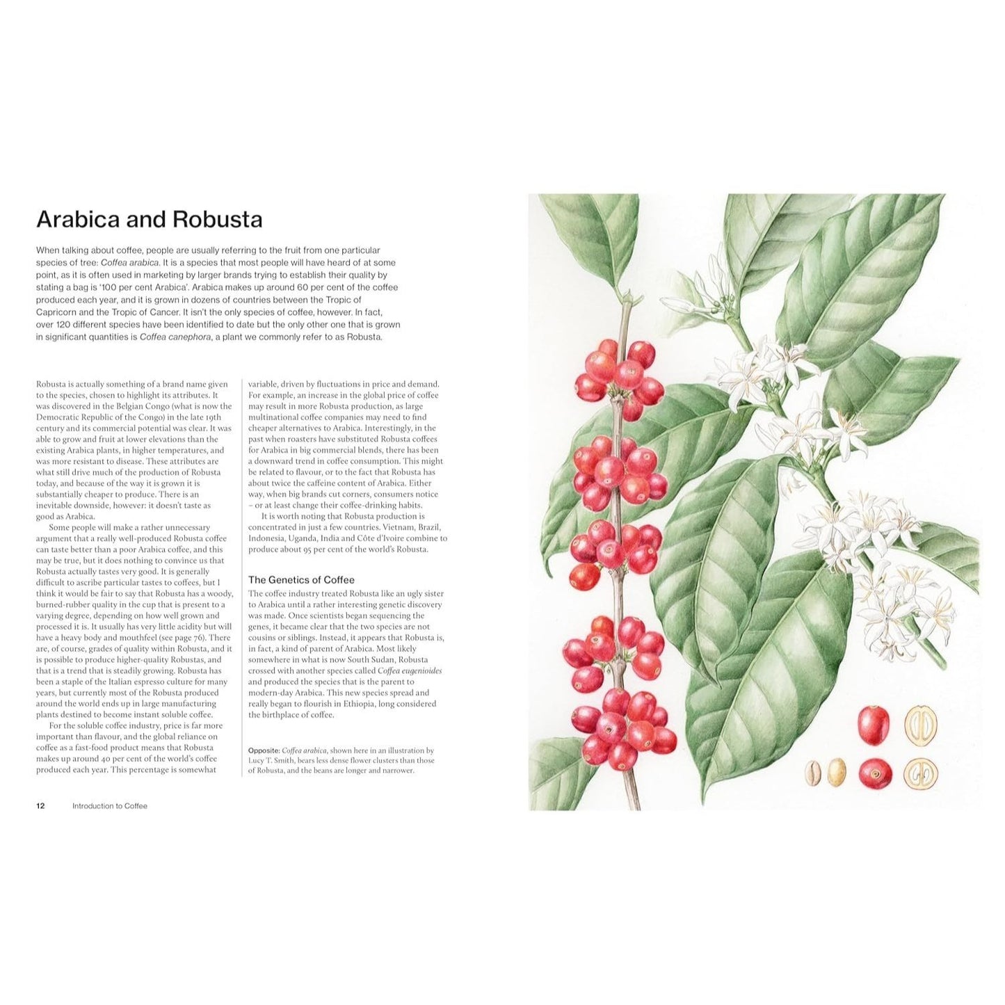 The World Atlas of Coffee 3rd Edition: From Beans to Brewing - Coffees Explored, Explained and Enjoyed