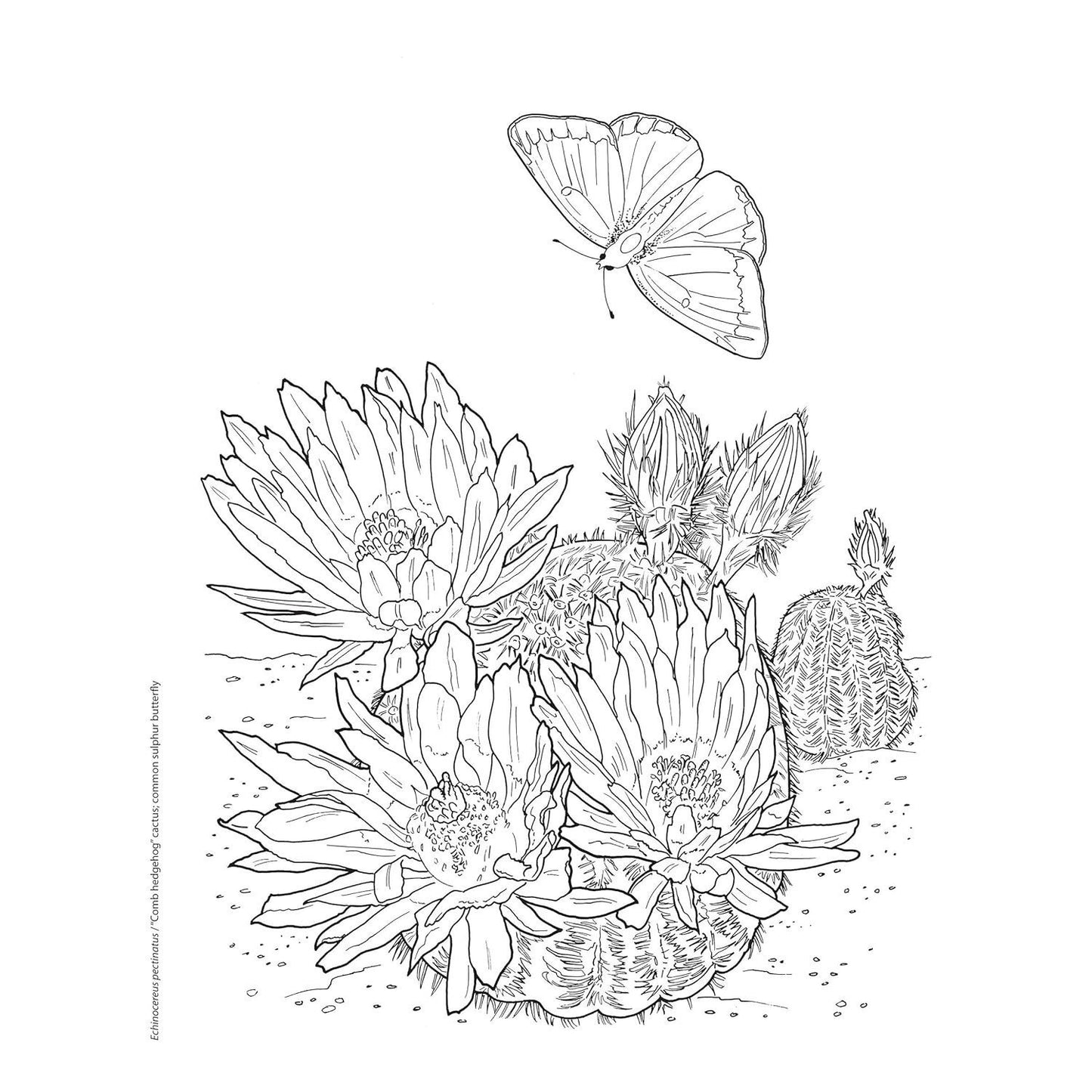 Creative Haven Desert Blooms Coloring Book
