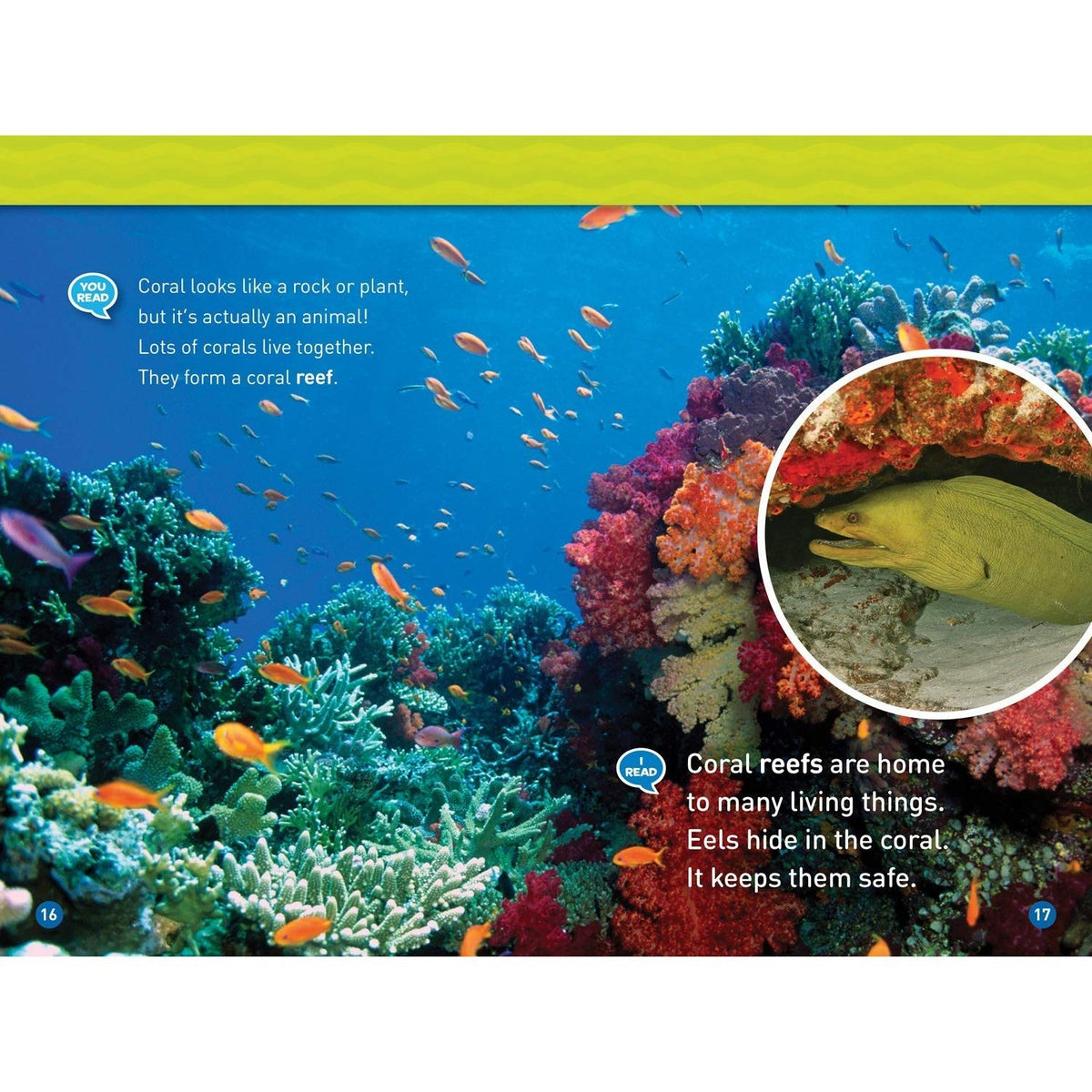 In the Ocean (National Geographic Kids Readers, Level 1/Co-Reader) (National Geographic Kids Readers) (Spiral Bound)