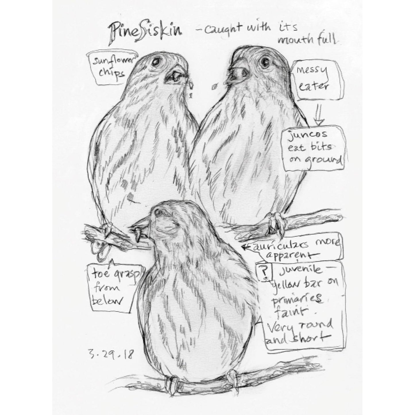 The Backyard Bird Chronicles (Spiral Bound)