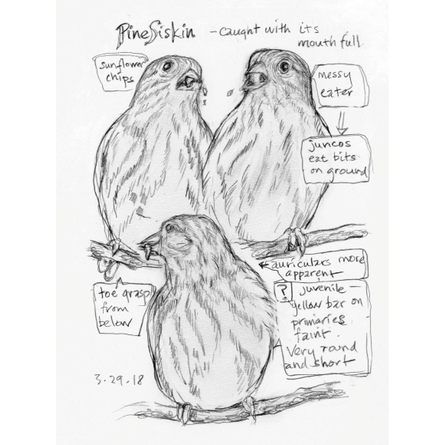 The Backyard Bird Chronicles (Spiral Bound)