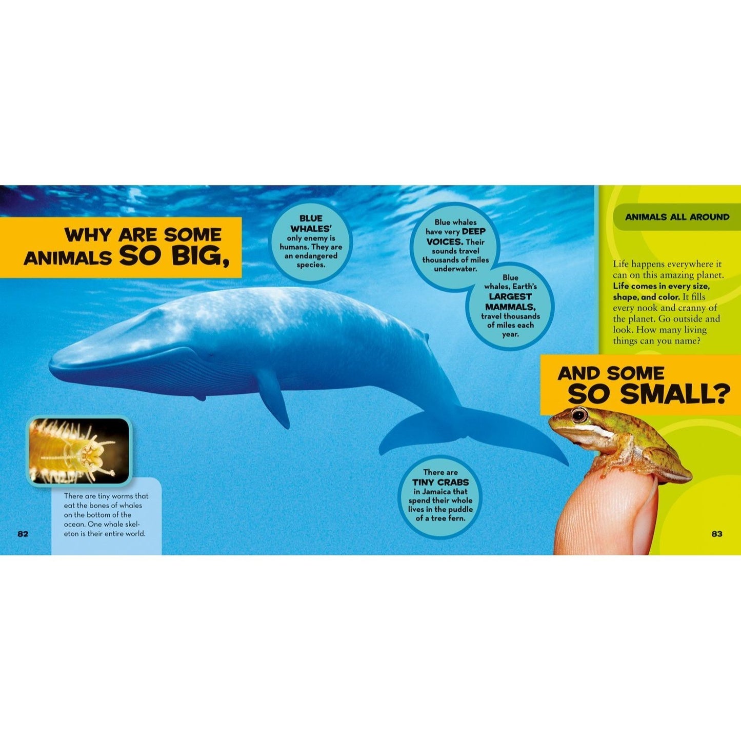 National Geographic Little Kids First Big Book of Why: Questions and Answers about the World for Curious Kids (Spiral Bound)