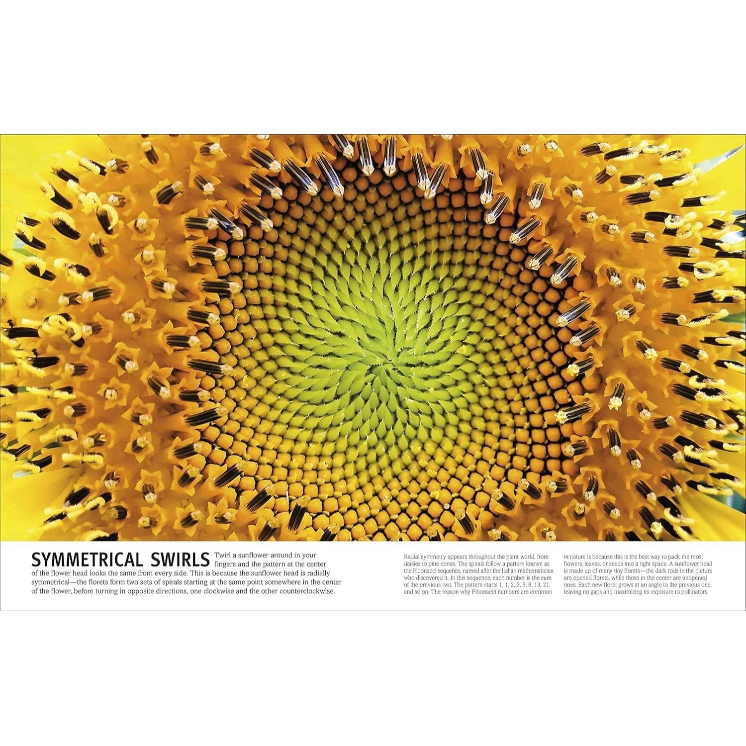 Trees, Leaves, Flowers and Seeds: A Visual Encyclopedia of the Plant Kingdom (DK Our World in Pictures) (Spiral Bound)