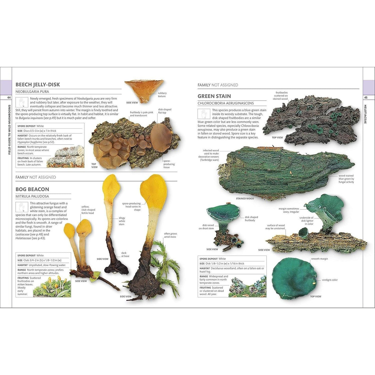 Mushrooms: How to Identify and Gather Wild Mushrooms and Other Fungi (Spiral Bound)