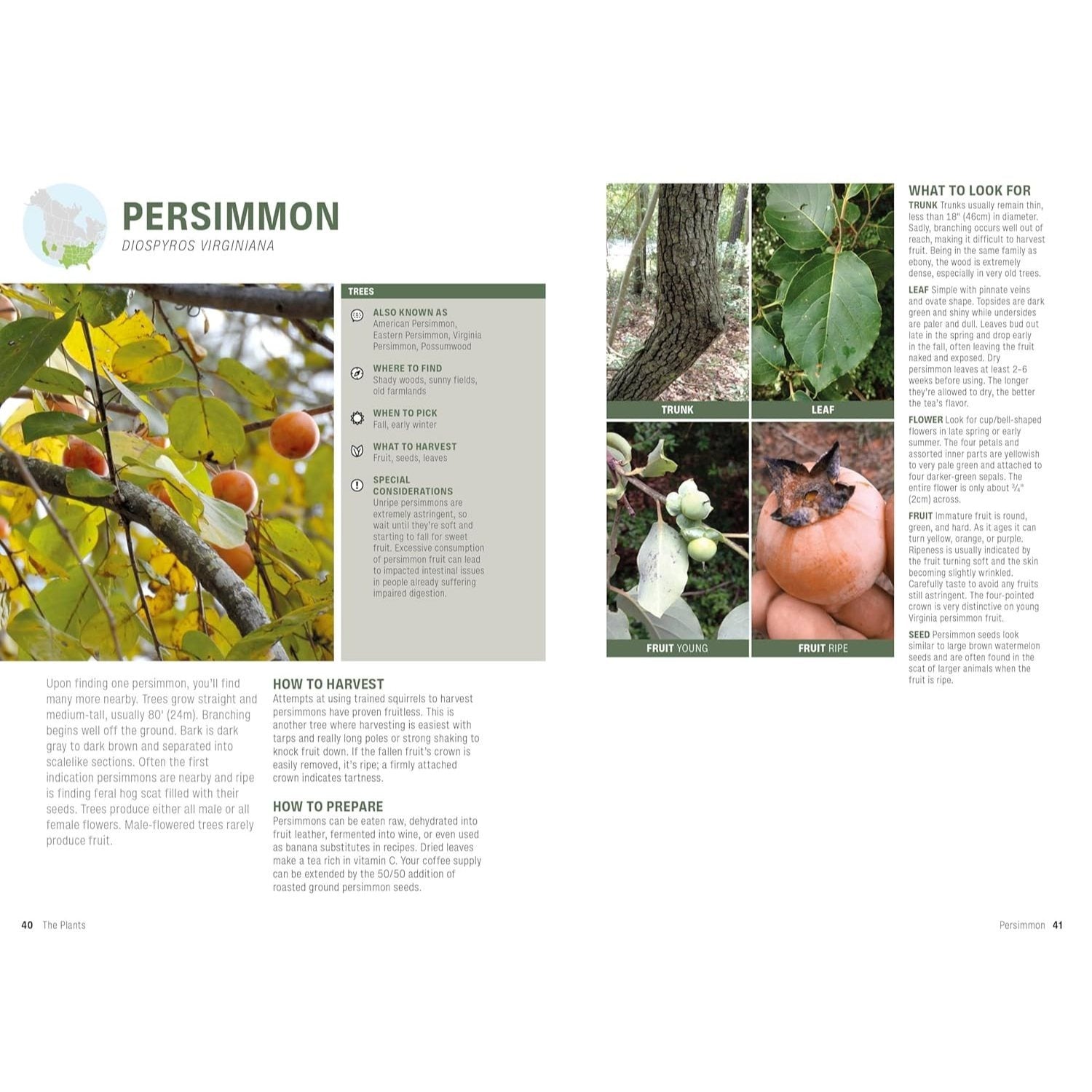 Foraging: Explore Nature's Bounty and Turn Your Foraged Finds Into Flavorful Feasts (Spiral Bound)