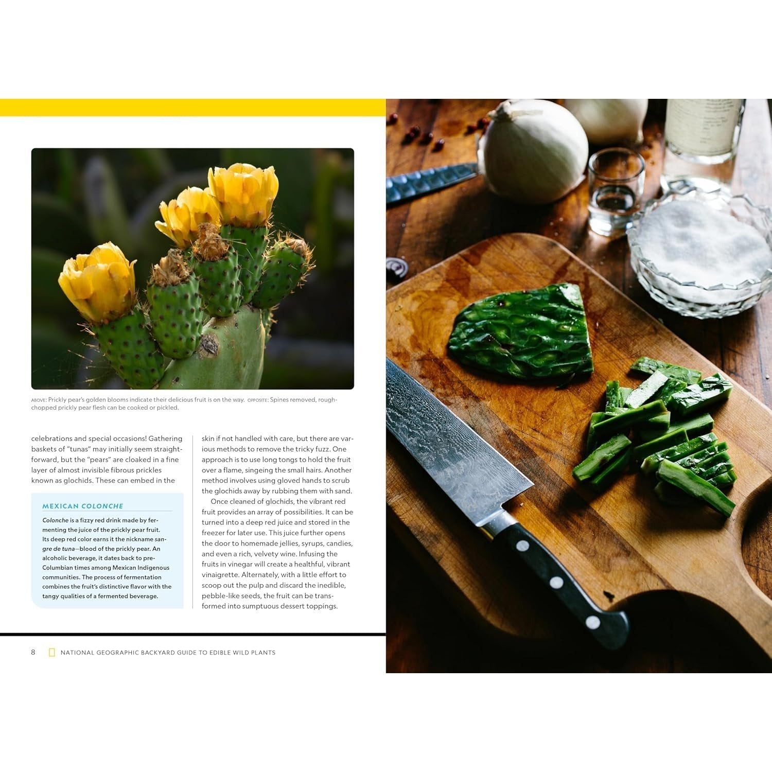 National Geographic Backyard Guide to Edible Wild Plants (National Geographic Backyard Guides)