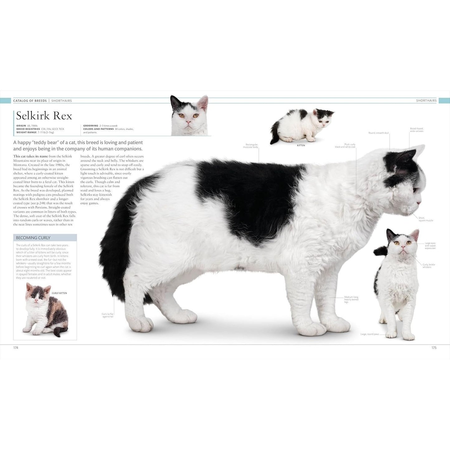 The Cat Encyclopedia: The Definitive Visual Guide (DK Pet Encyclopedias) (Spiral Bound)