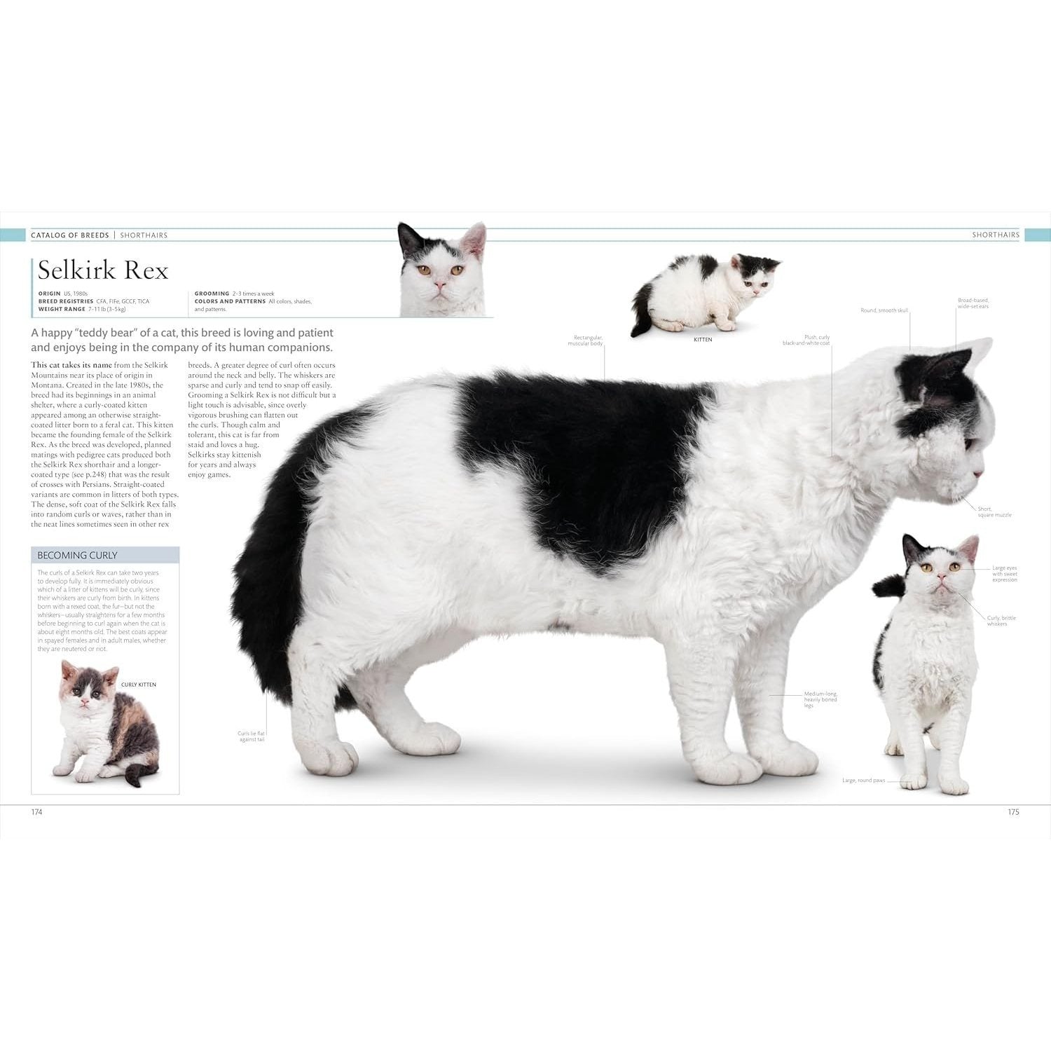The Cat Encyclopedia: The Definitive Visual Guide (DK Pet Encyclopedias) (Spiral Bound)