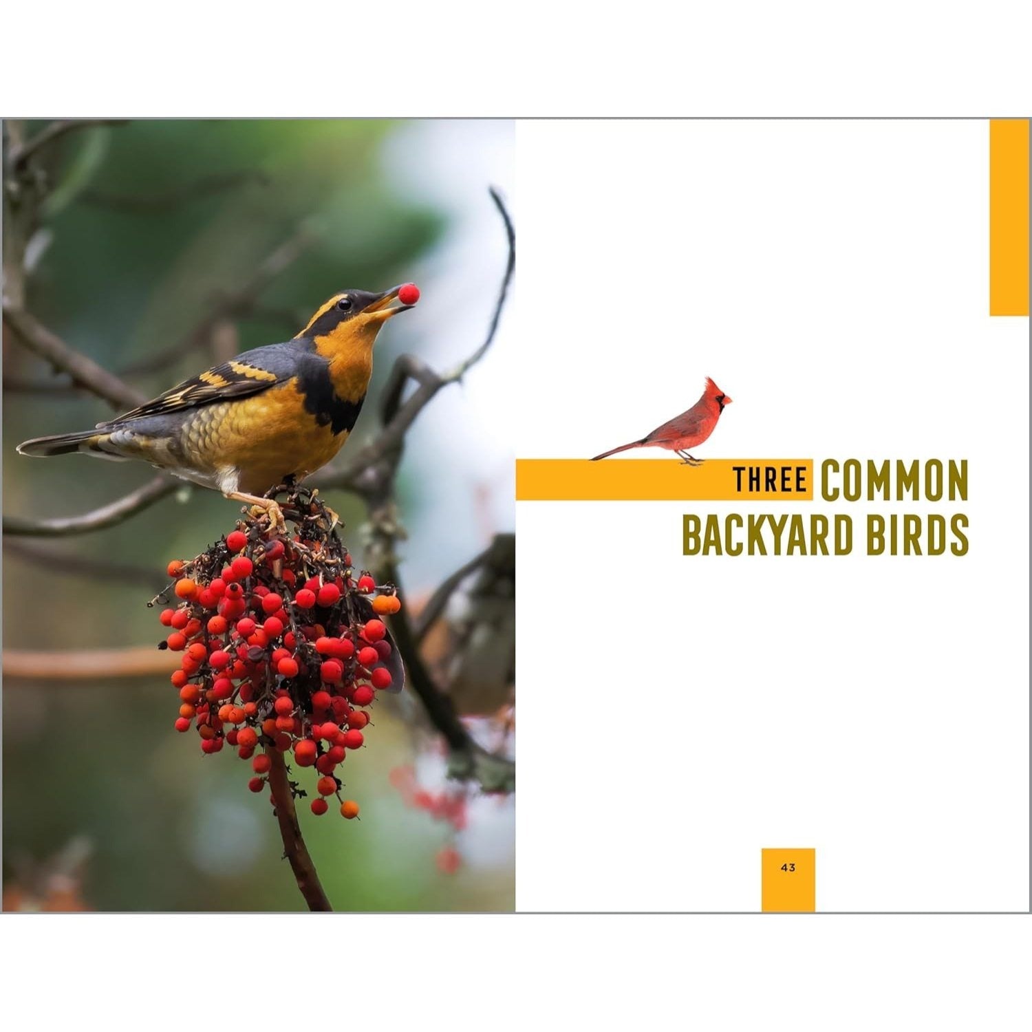 North American Bird Watching for Beginners: Field Notes on 150 Species to Start Your Birding Adventures (Spiral Bound)