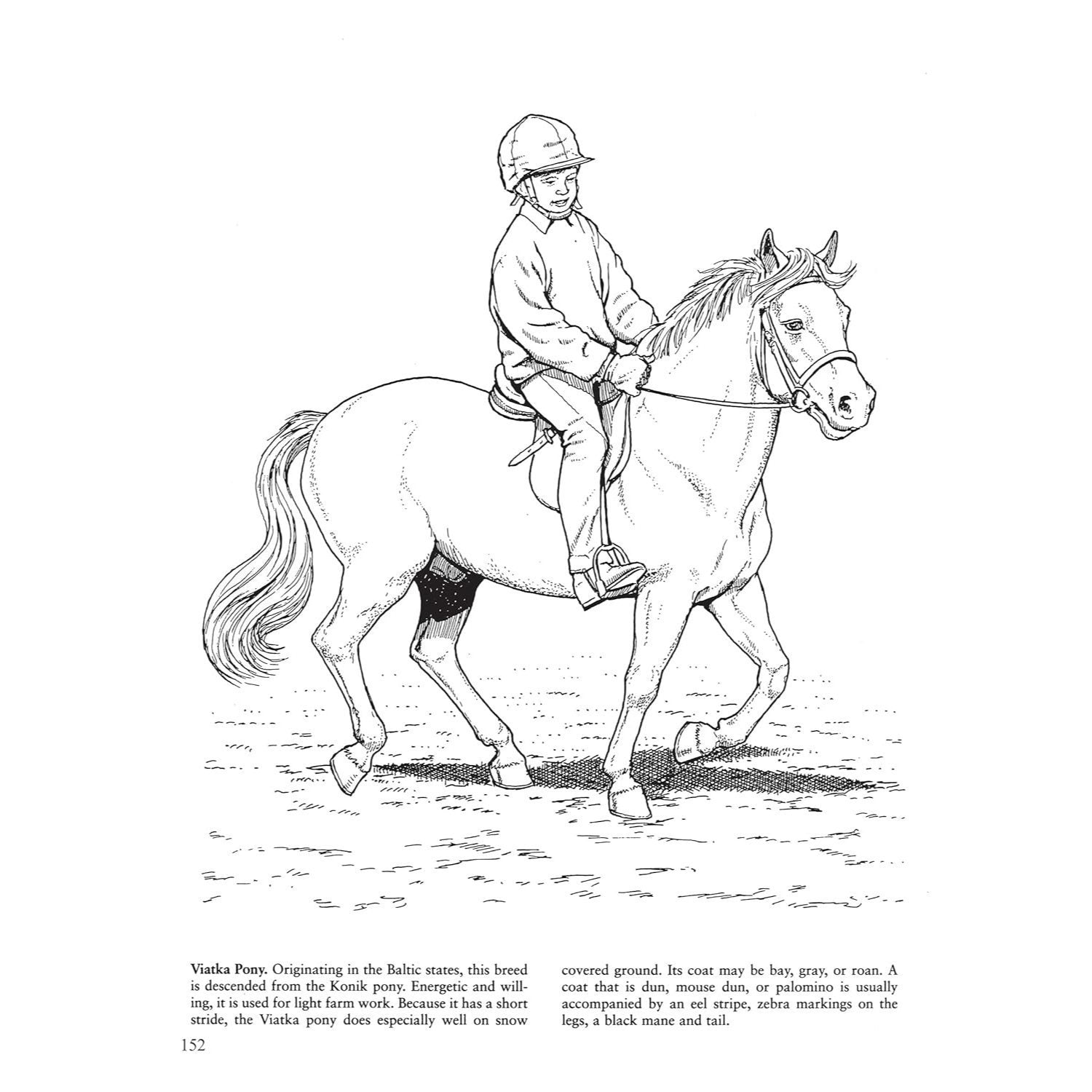 Big Book of Horses to Color