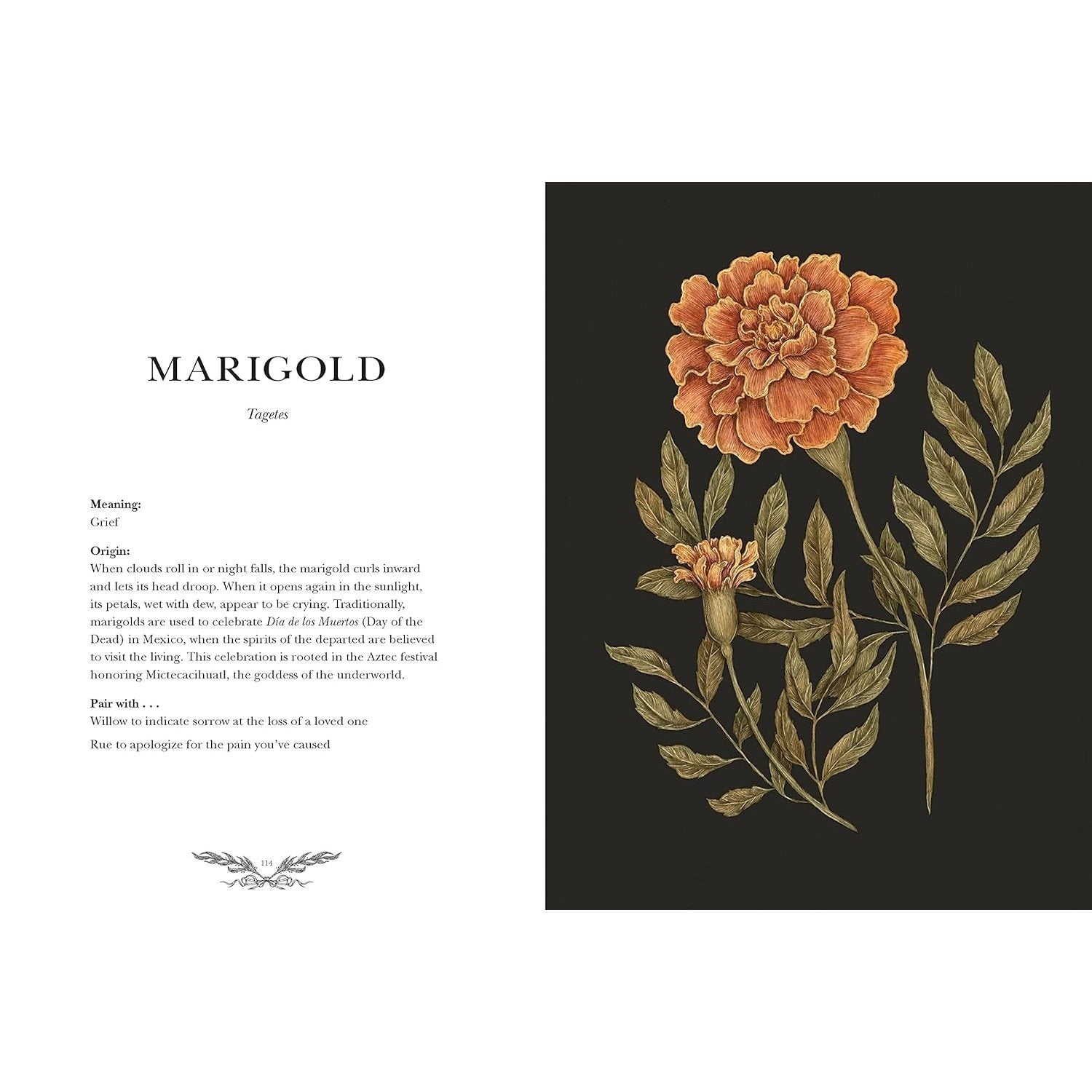 Floriography: An Illustrated Guide to the Victorian Language of Flowers Volume 1 (Hidden Languages)