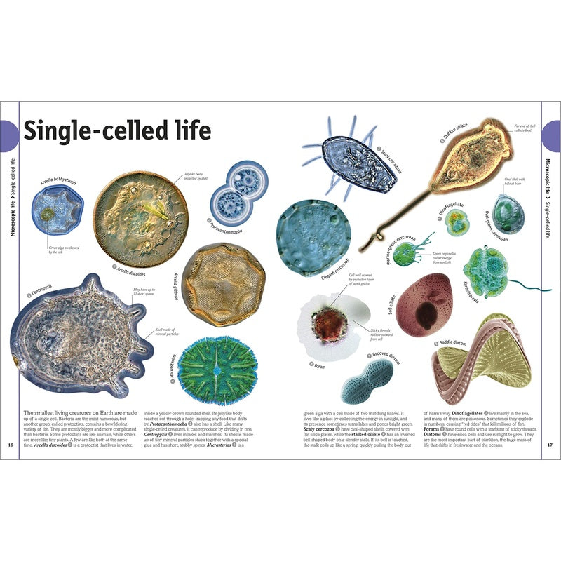 The Animal Book: A Visual Encyclopedia of Life on Earth (Spiral Bound)
