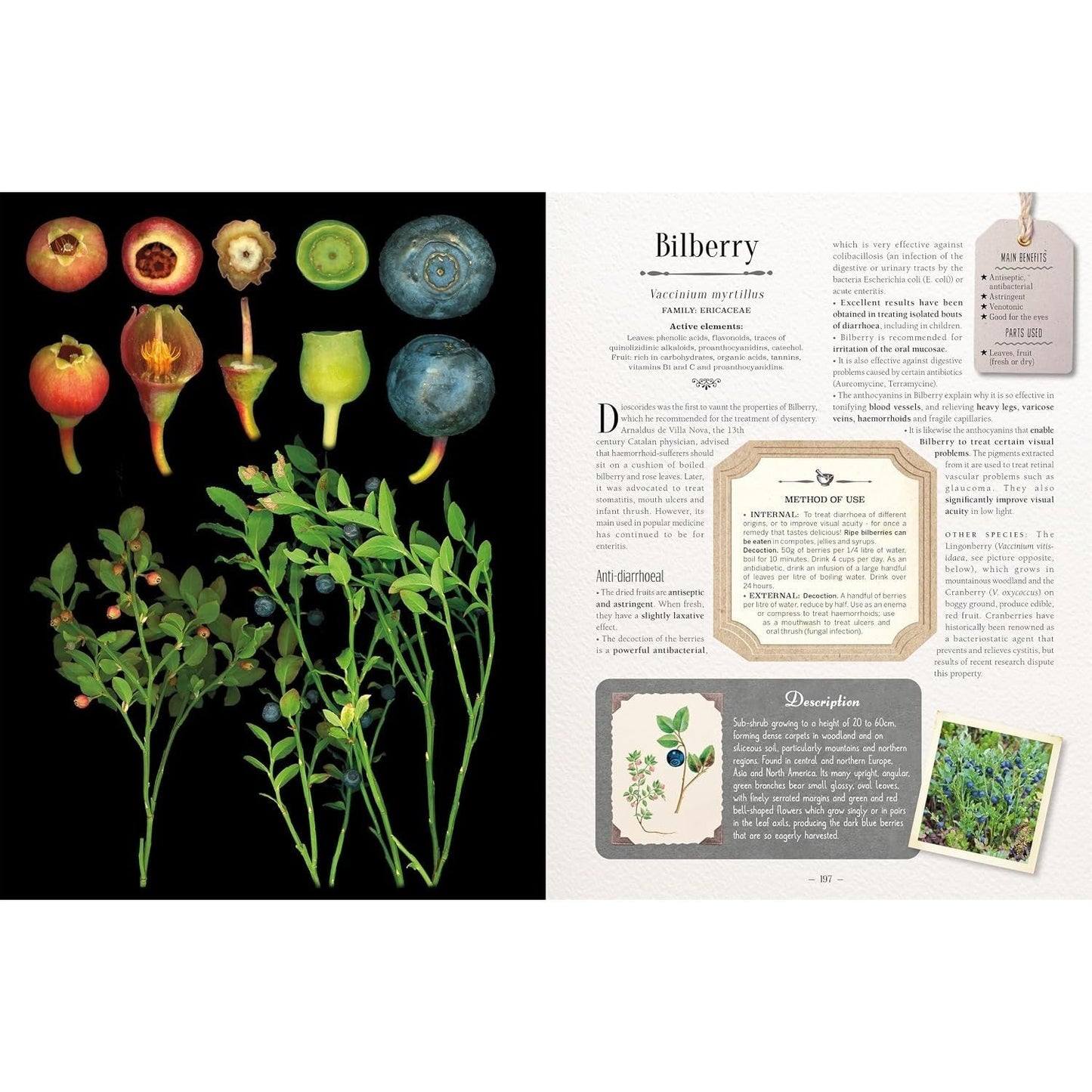 100 Plants That Heal: The Illustrated Herbarium of Medicinal Plants