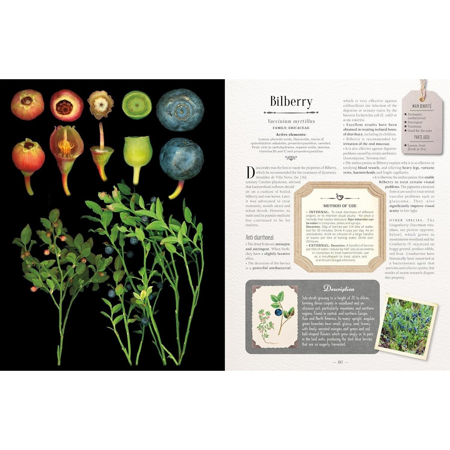 100 Plants That Heal: The Illustrated Herbarium of Medicinal Plants