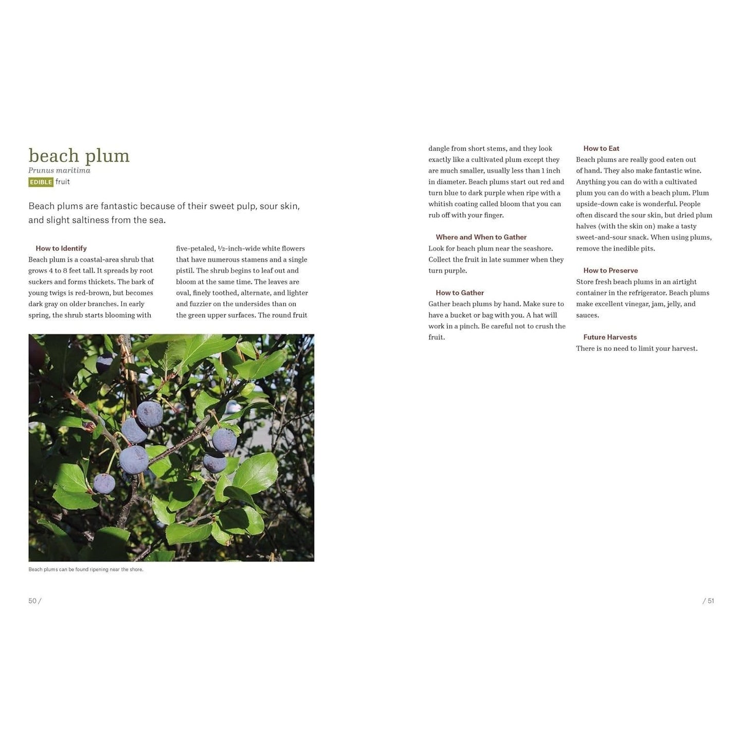 Southeast Foraging: 120 Wild and Flavorful Edibles from Angelica to Wild Plums (Regional Foraging) (Spiral Bound)