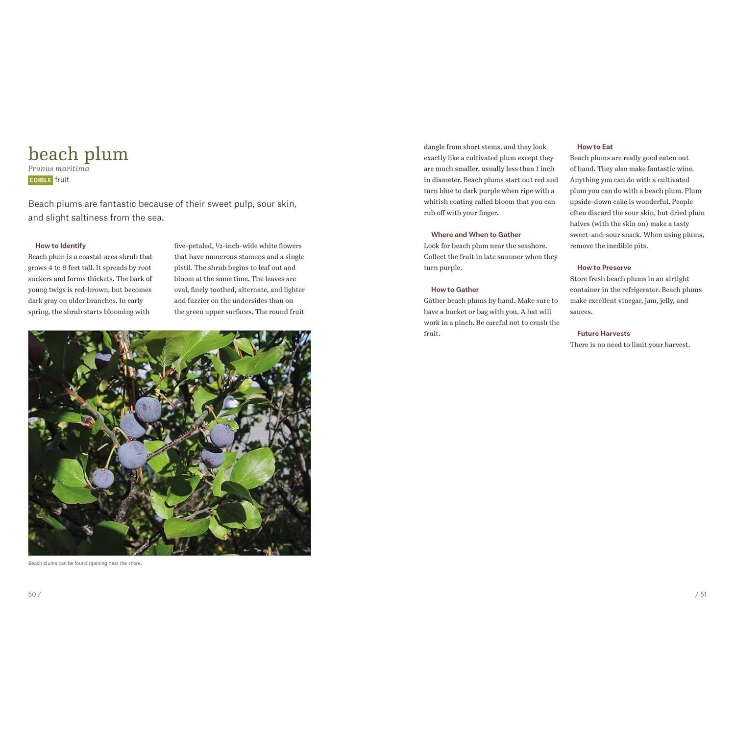 Southeast Foraging: 120 Wild and Flavorful Edibles from Angelica to Wild Plums (Regional Foraging) (Spiral Bound)