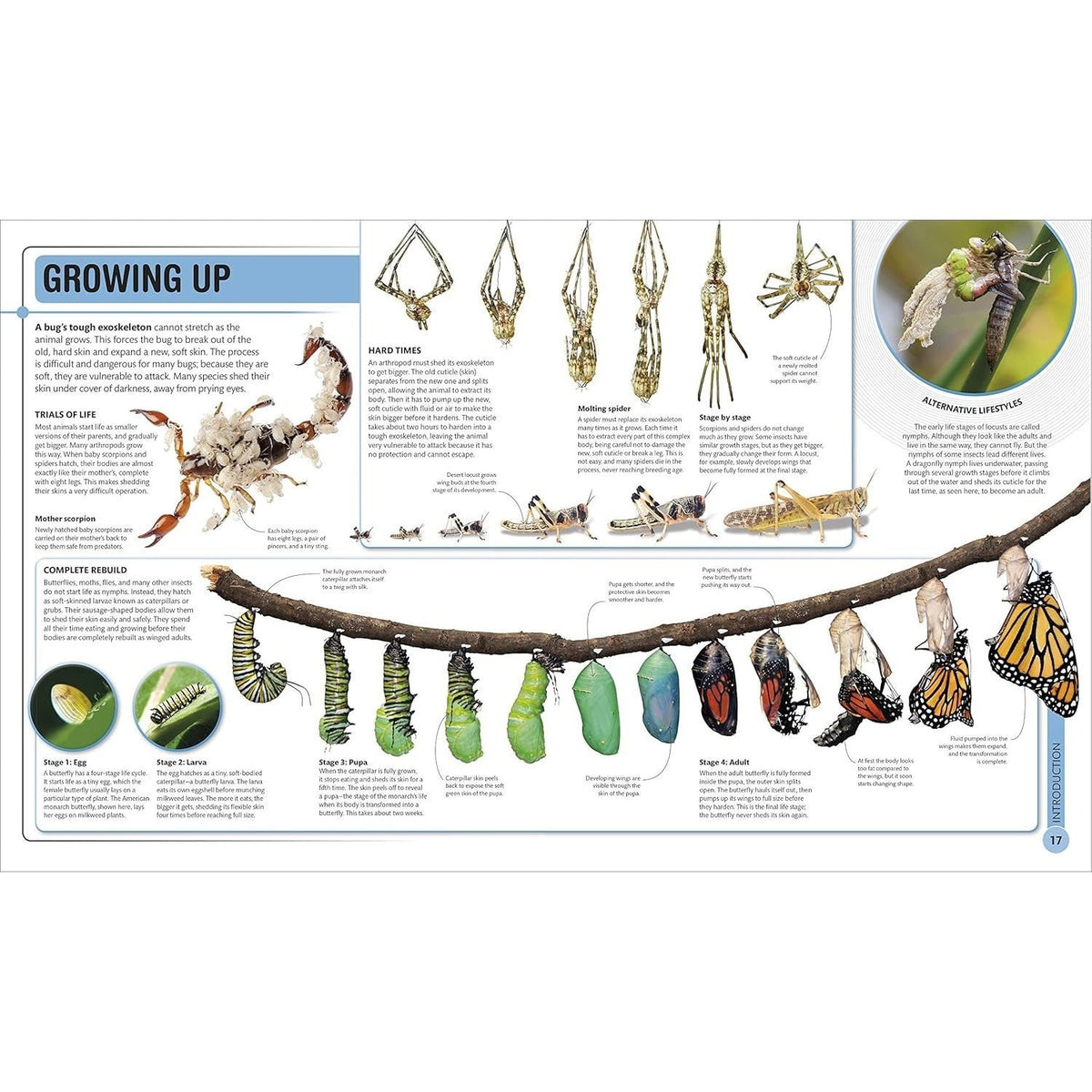 Super Bug Encyclopedia: The Biggest, Fastest, Deadliest Creepy-Crawlers on the Planet (DK Super Nature Encyclopedias) (Spiral Bound)