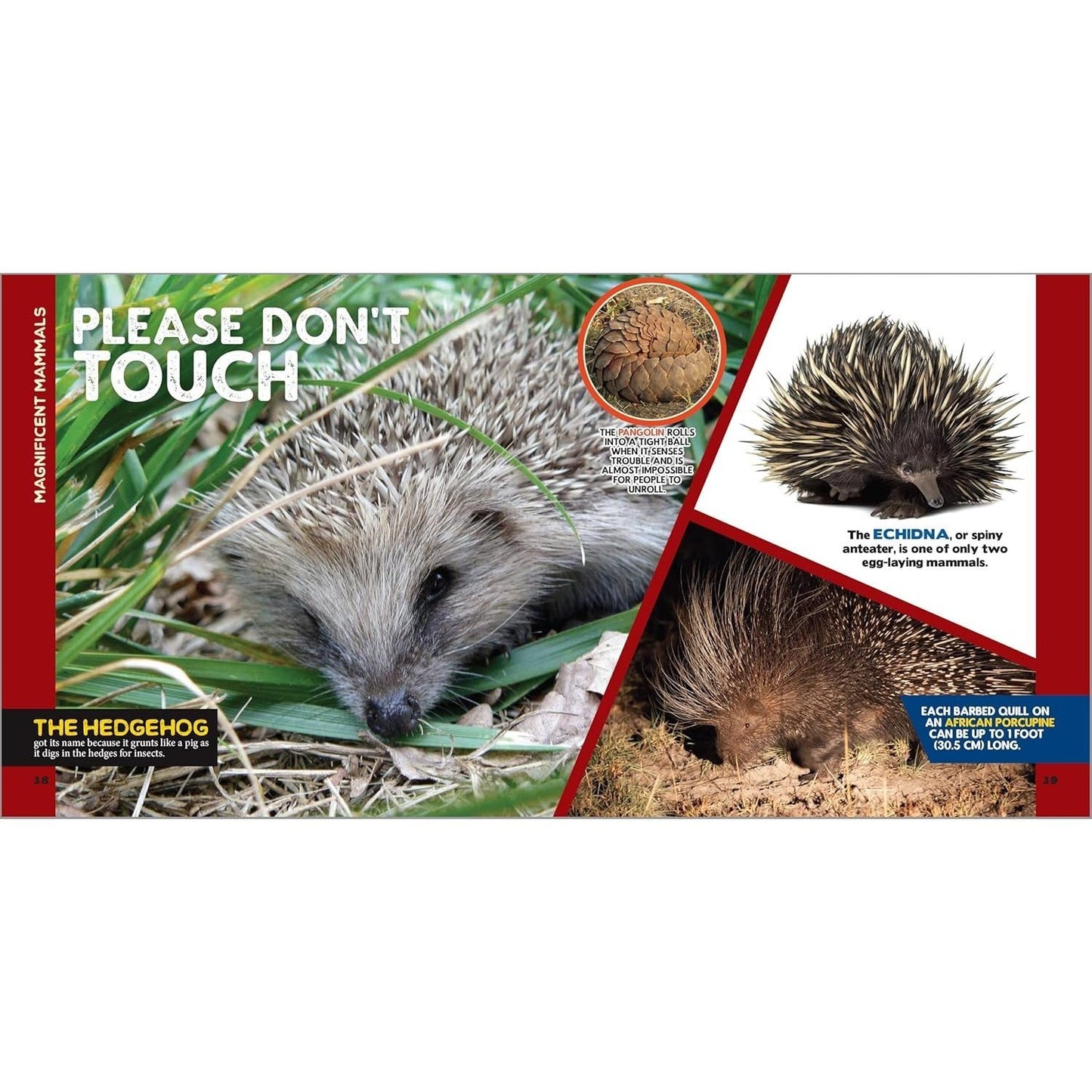 The Fascinating Animal Book for Kids: 500 Wild Facts! (Spiral Bound)