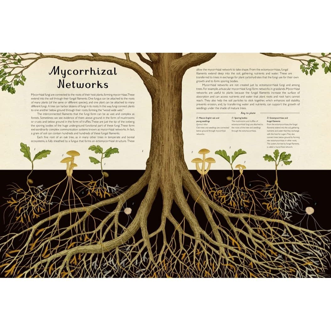 Fungarium: Welcome to the Museum (Welcome to the Museum) (Spiral Bound)