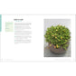 Essential Succulents: The Beginner's Guide