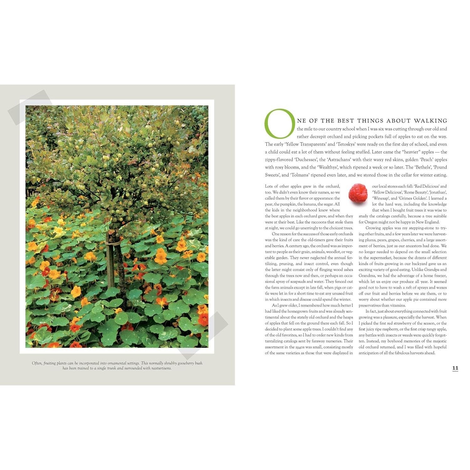 The Fruit Gardener's Bible: A Complete Guide to Growing Fruits and Nuts in the Home Garden (Spiral Bound)