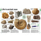 The Rock and Gem Book: And Other Treasures of the Natural World (DK Our World in Pictures) (Spiral Bound)