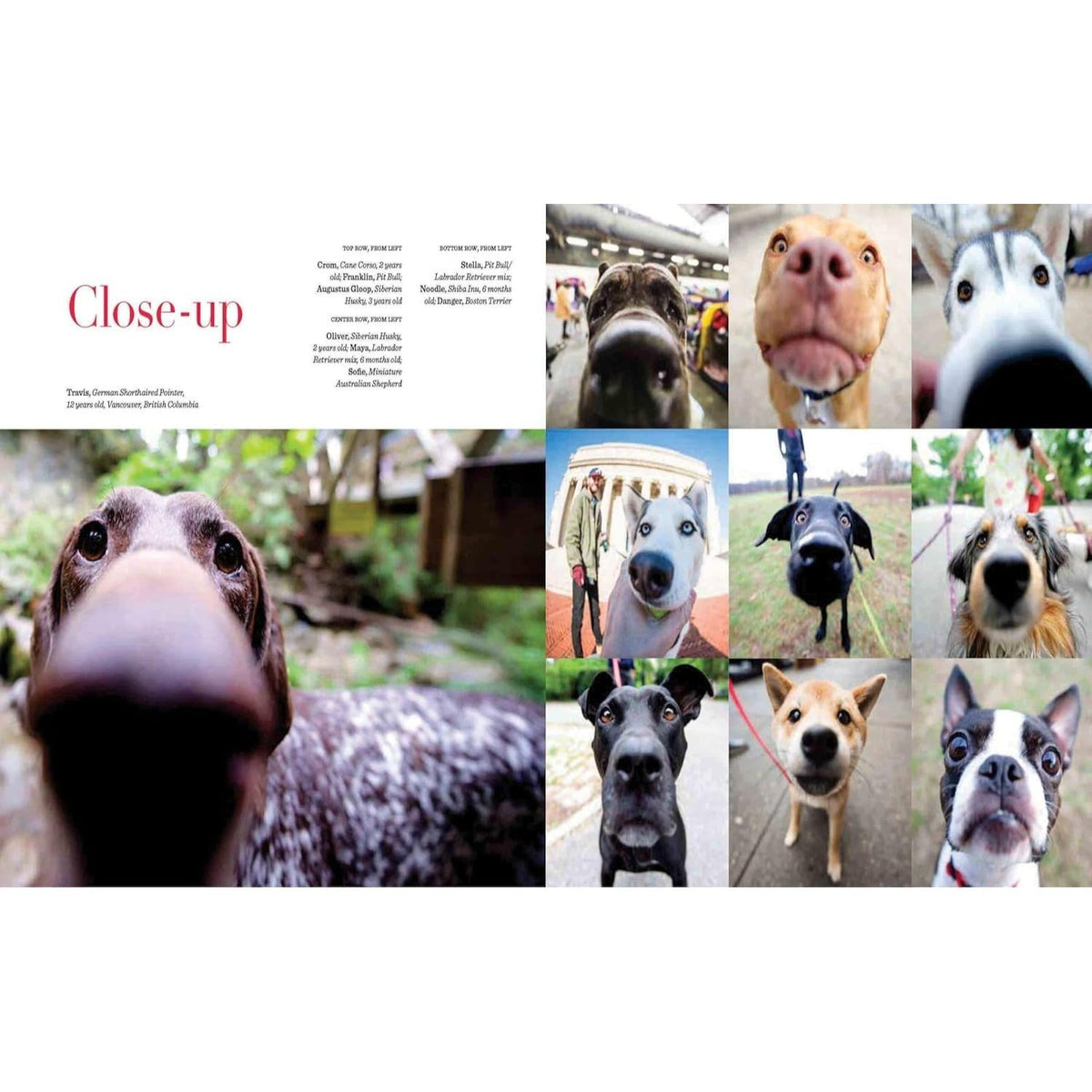 The Dogist: Photographic Encounters with 1,000 Dogs (Spiral Bound)