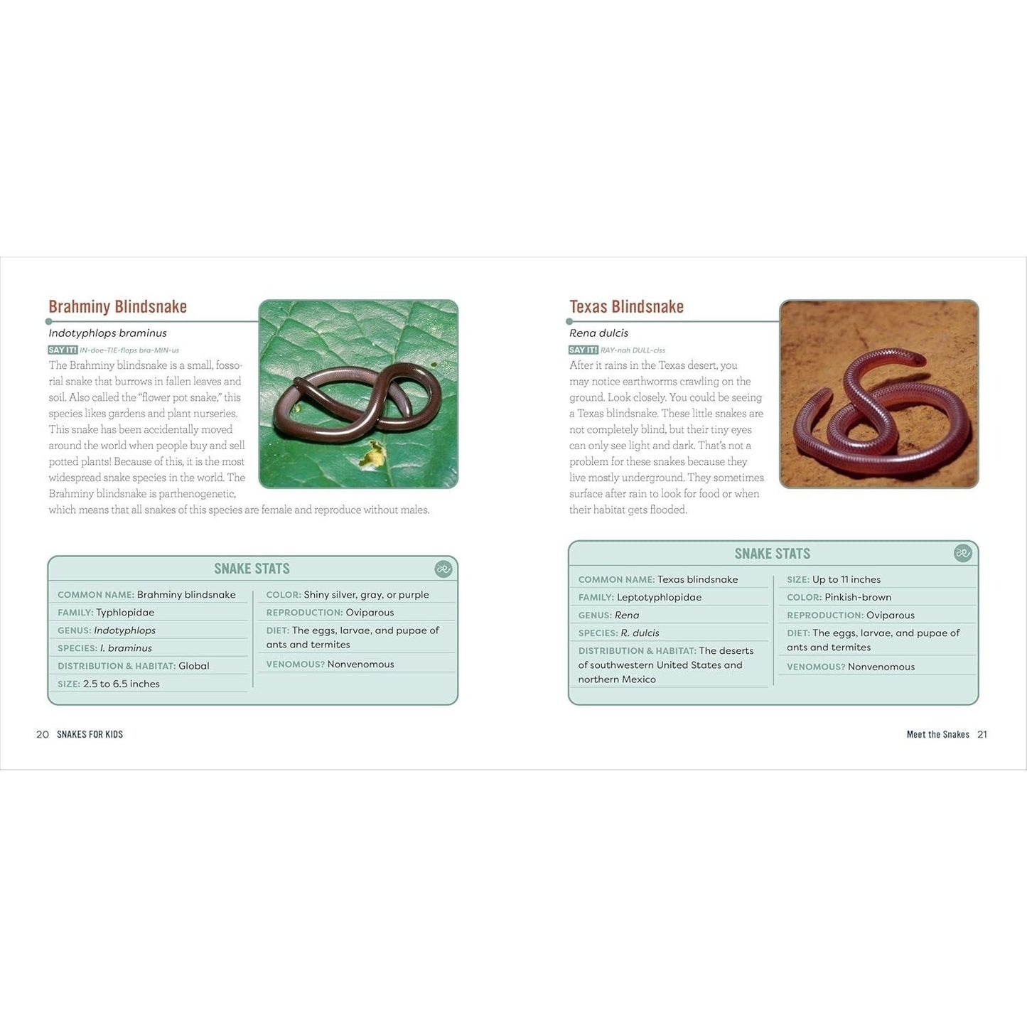 Snakes for Kids: A Junior Scientist's Guide to Venom, Scales, and Life in the Wild (Junior Scientists)