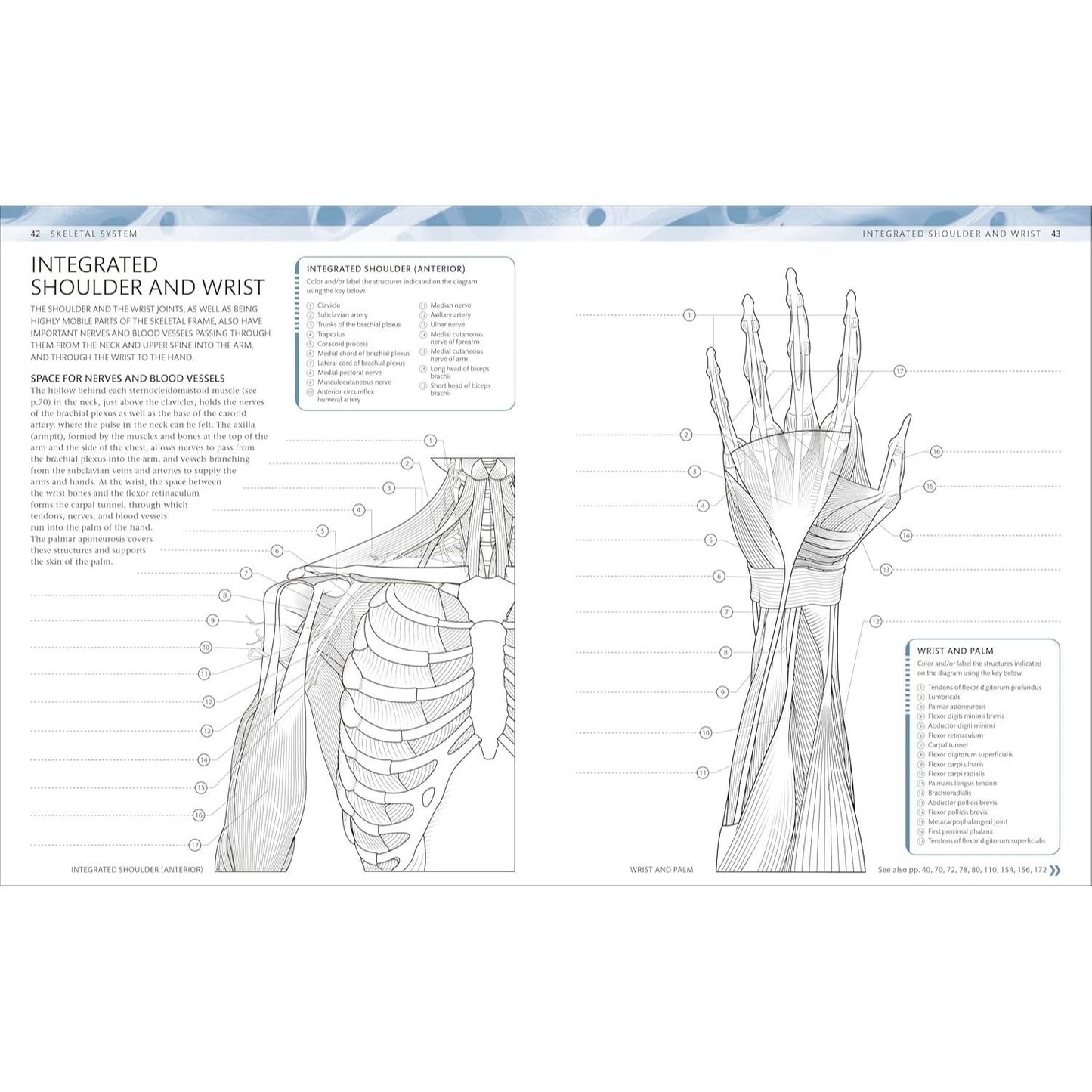 The Human Body Coloring Book: The Ultimate Anatomy Study Guide, Second Edition (DK Human Body Guides)