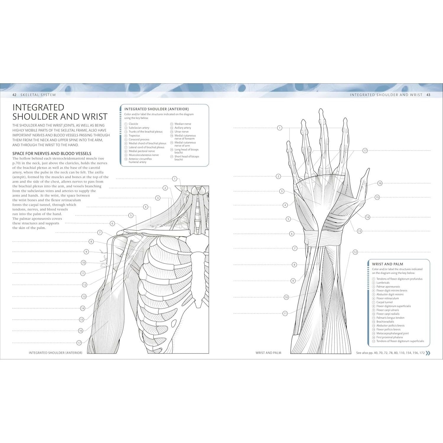 The Human Body Coloring Book: The Ultimate Anatomy Study Guide, Second Edition (DK Human Body Guides)