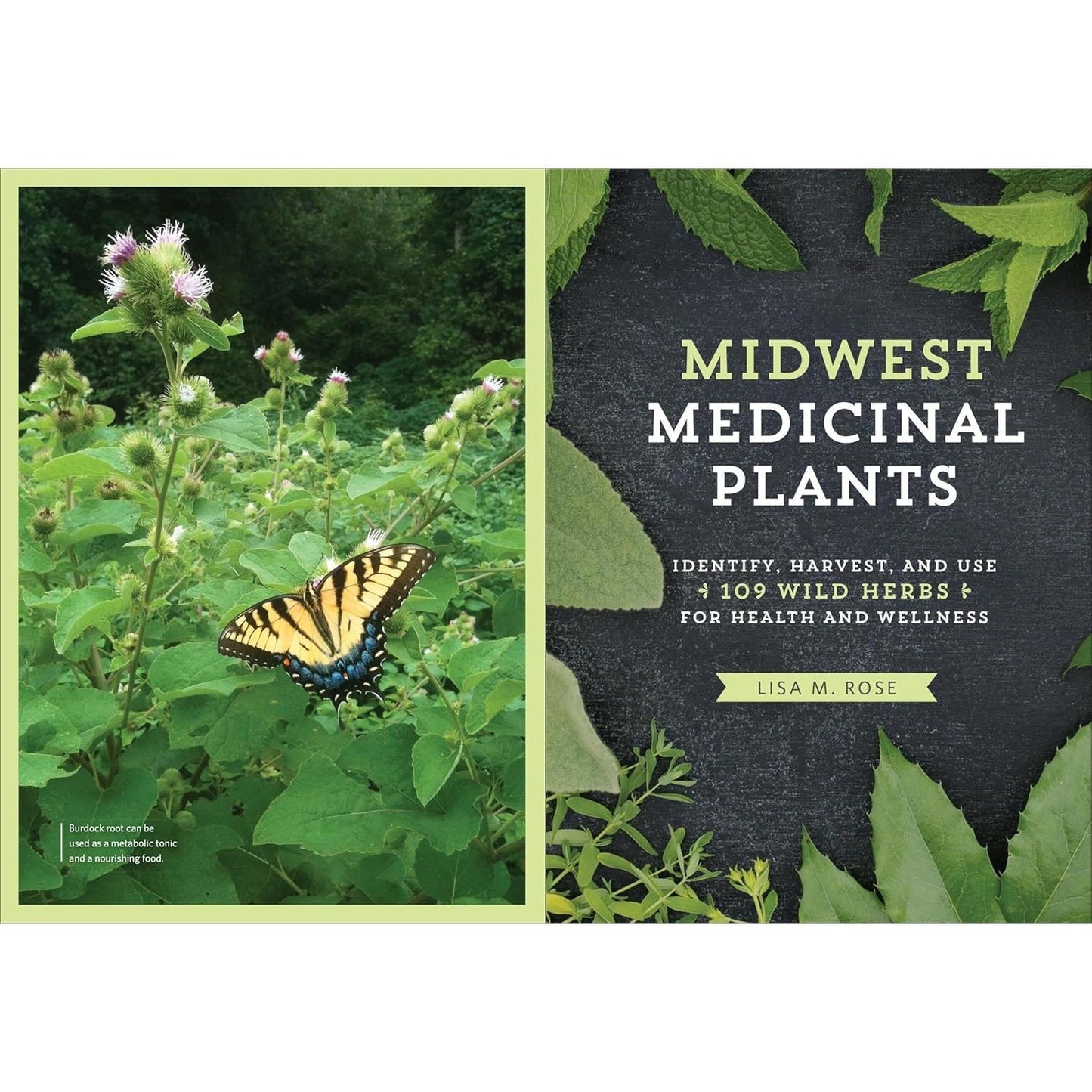 Midwest Medicinal Plants: Identify, Harvest, and Use 109 Wild Herbs for Health and Wellness (Medicinal Plants) (Spiral Bound)
