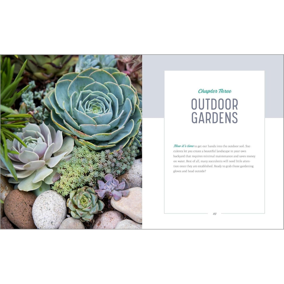 Essential Succulents: The Beginner's Guide