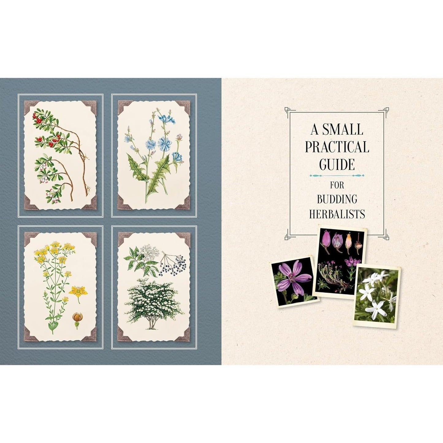 100 Plants That Heal: The Illustrated Herbarium of Medicinal Plants