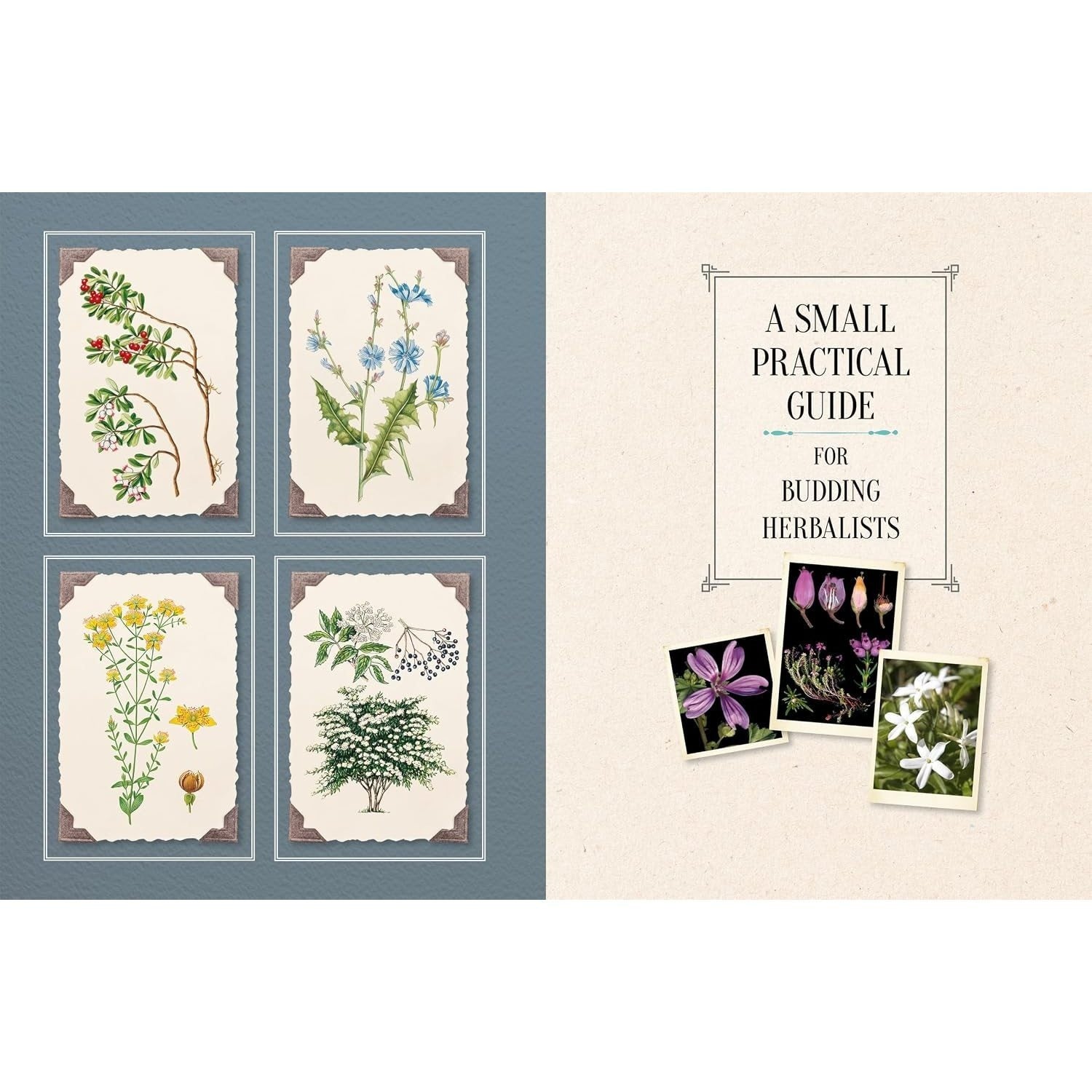 100 Plants That Heal: The Illustrated Herbarium of Medicinal Plants
