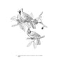 Audubon's Birds of America Coloring Book