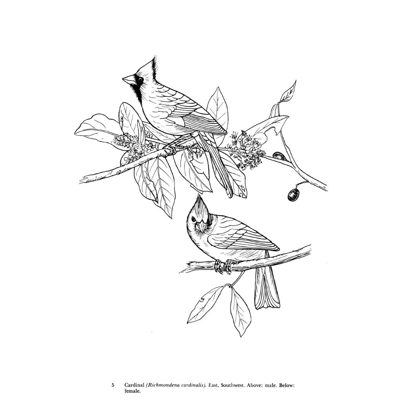 Audubon's Birds of America Coloring Book