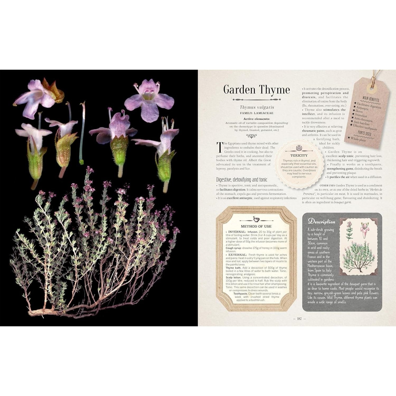 100 Plants That Heal: The Illustrated Herbarium of Medicinal Plants