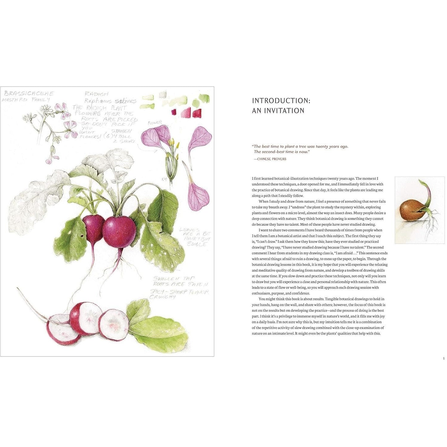 The Joy of Botanical Drawing: A Step-By-Step Guide to Drawing and Painting Flowers, Leaves, Fruit, and More